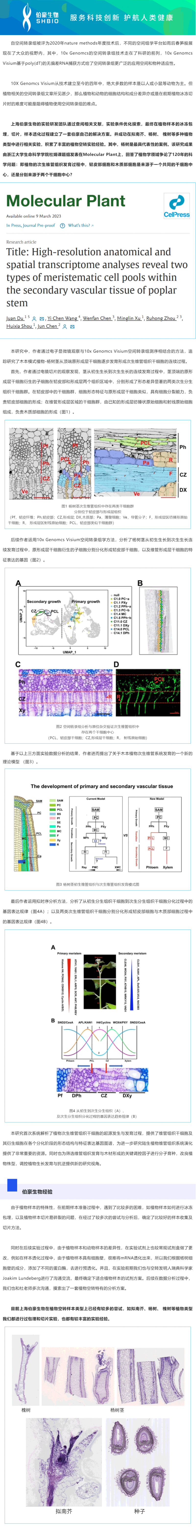2023-03-17- 空轉植物項目文章_伯豪生物助力浙江大學生命科學學院杜娟課題組報道植物維管組織結構與發育研究領域新進展