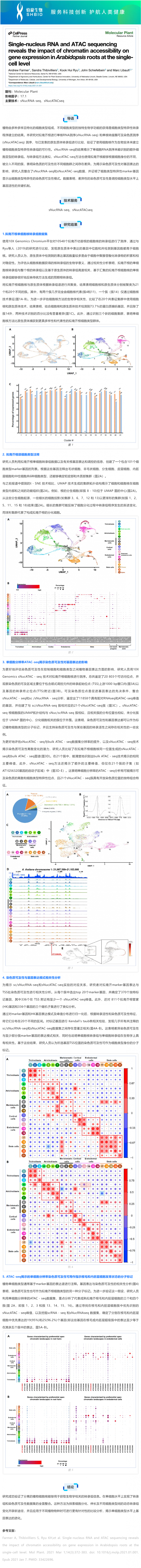 文獻(xiàn)解讀 _ 單核 RNA 和 ATAC 測序揭示了染色質(zhì)可及性對擬南芥根部單細(xì)胞水平基因表達(dá)的影響