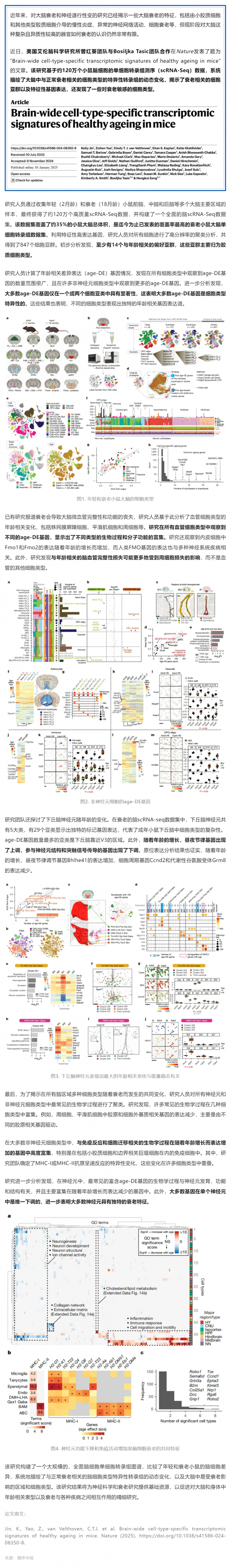 Nature _ 迄今覆蓋率最高的衰老小鼠大腦單細(xì)胞轉(zhuǎn)錄組圖譜，系統(tǒng)解析衰老相關(guān)細(xì)胞類型及特異性轉(zhuǎn)錄