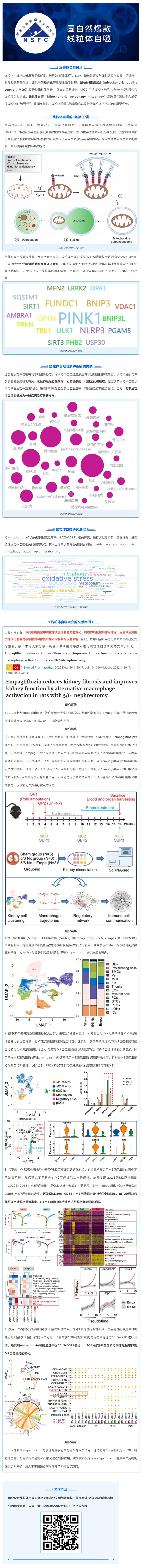 國自然爆款_一文吃透線粒體自噬機制和研究思路，趕緊收藏！